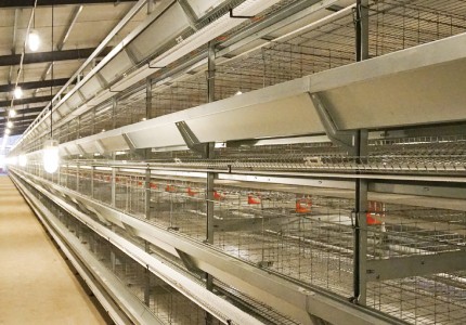 用蛋鸡自动化养殖设备哪些设备是必不可少的